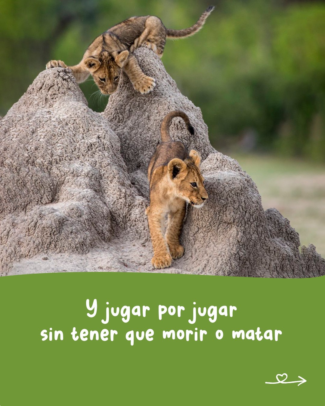 🎶 Jugar por Jugar. Temón de Joaquín Sabina!
📷 comedywildlifephoto.comTenemos un desafío para tutti la pipole:
En este carrusel las estrofas del tema están desordenadas...
Si numeran las estrofas originales (en sistema decimal) y le asignan el número correspondiente al carrusel van a encontrar un código secreto que les da acceso a un cupón por 25% de descuento en la compra de cualquiera de nuestros juegos en la tienda online*Comentá: "tesuperoenfreak" Que te mandamos el link... 🙄* Promoción válida para las primeras 3 cuentas que lo logren y hasta que dure el frio (ojalá que poco -.-)