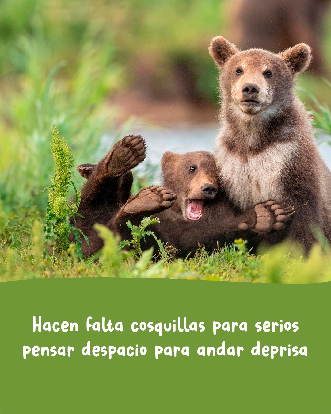 🎶 Jugar por Jugar. Temón de Joaquín Sabina!
📷 comedywildlifephoto.comTenemos un desafío para tutti la pipole:
En este carrusel las estrofas del tema están desordenadas...
Si numeran las estrofas originales (en sistema decimal) y le asignan el número correspondiente al carrusel van a encontrar un código secreto que les da acceso a un cupón por 25% de descuento en la compra de cualquiera de nuestros juegos en la tienda online*Comentá: "tesuperoenfreak" Que te mandamos el link... 🙄* Promoción válida para las primeras 3 cuentas que lo logren y hasta que dure el frio (ojalá que poco -.-)