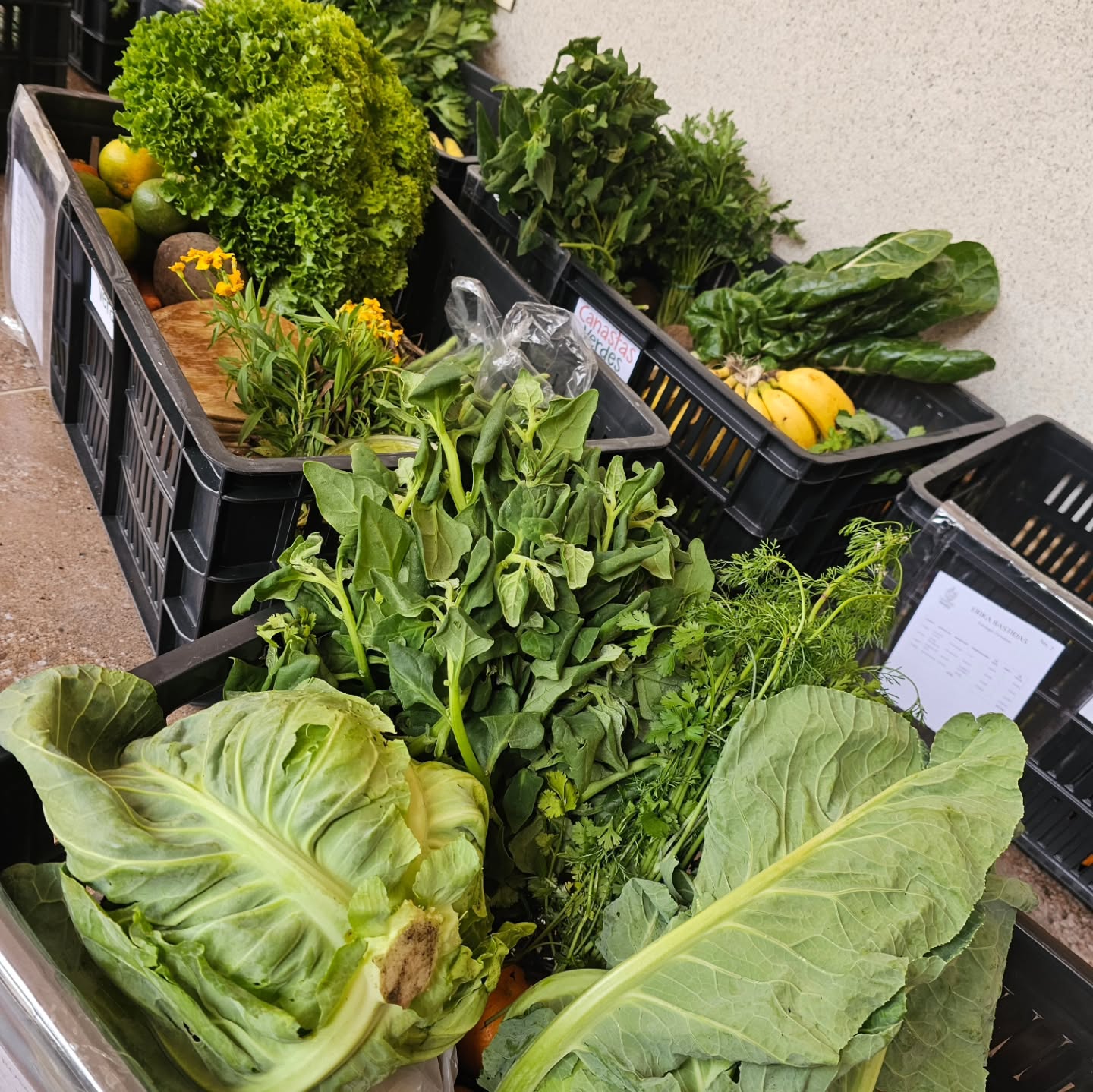 #DíadeEntregas Seguimos fortaleciendo nuestro proceso de economía colaborativa entre familias productoras y consumidoras de Nariño, garantizando una retribución justa y constante, una alimentación sana, una forma de producción que cuida la vida y el consumir responsablemente cómo un acto político que puede cambiar el mundo🌱
💜Muchas gracias por sumarse a esta linda iniciativa y por construir comunidad con cada entrega de nuestras Canastas Verdes🥦