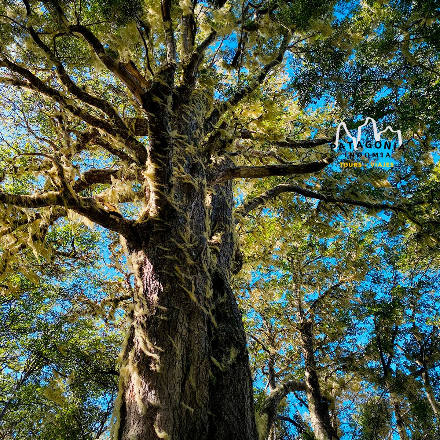 🌲 ¡Escápate a la naturaleza a sólo minutos de Punta Arenas! 🏔️¿Buscas una aventura que conecte con la verdadera esencia de la Patagonia? Patagonia Indomia te invita a recorrer la Reserva Nacional Magallanes, un santuario a sólo 7 km de la ciudad con más de 30 km de senderos interpretativos listos para explorar.✨ ¿Qué te espera en esta ruta?✅ Paisajes únicos: Sumérgete en frondosos bosques de Lenga, Coihue y Ñirre.✅ Vistas panorámicas: Disfruta de una perspectiva privilegiada de Punta Arenas, los cerros circundantes y la cuenca del Río de las Minas desde los miradores.✅ Vida salvaje: Mantén tus ojos atentos para avistar fauna endémica, como el zorro culpeo, el huemul y una variada avifauna local.Ya seas un experto del trekking o un amante de la naturaleza, este tour es tu oportunidad perfecta para desconectarte y respirar aire puro.¡Los cupos son limitados! Reserva tu lugar ahora y vive la experiencia de la Reserva Nacional Magallanes. 🥾🦊📩 Escríbenos para consultar disponibilidad y reservar.#PatagoniaIndomia #TrekkingMagallanes #PuntaArenas #PatagoniaChilena #Naturaleza #ReservaNacionalMagallanes #Aventura #TurismoChile #RutasPatagonicas 👏
